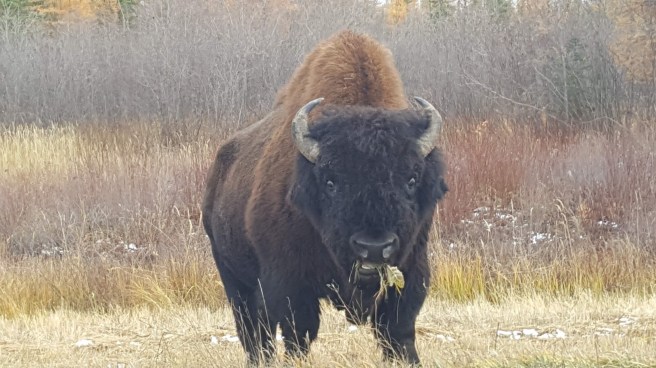Today’s Pondering is brought to you by: A Ragged-Legged&nbsp;Bison