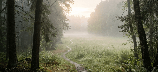 Narrow dirt path through forest with mist and sunrise light